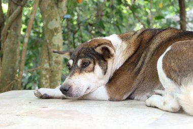 Tay köpek uyku katta