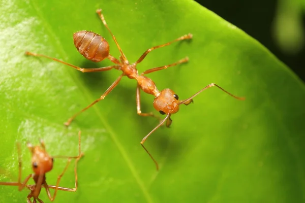 Small red ant working on tree — Stock Photo, Image