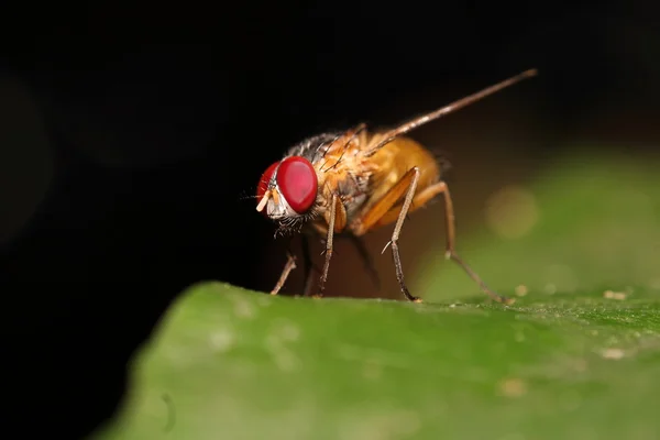 บินแมลงในสวน — ภาพถ่ายสต็อก