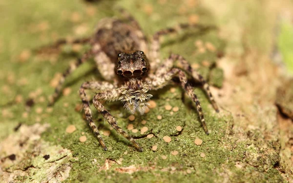 Small jump spider — Stock Photo, Image