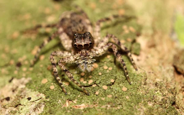 Aranha de salto pequeno — Fotografia de Stock