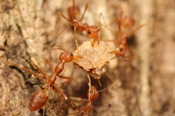 Small red ant working on tree — Stock Photo, Image