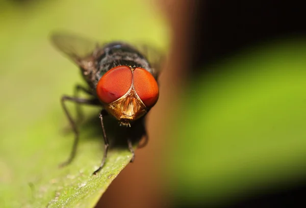 Flyga insekt i trädgården — Stockfoto