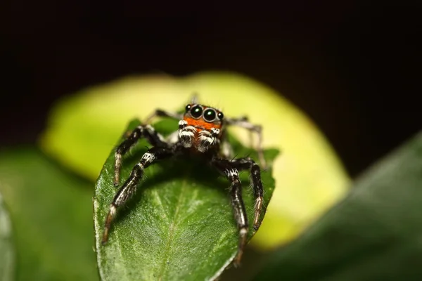 Litet hopp spider — Stockfoto