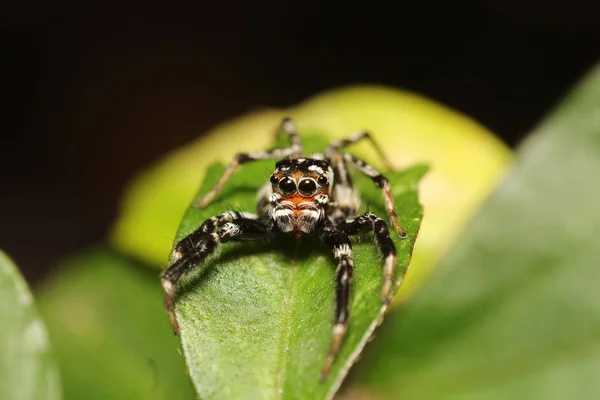 Litet hopp spider — Stockfoto