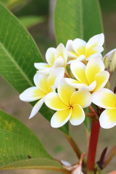 Fiore tempio tailandese — Foto Stock