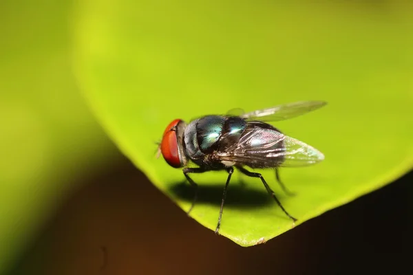 Petits insectes dans le jardin — Photo