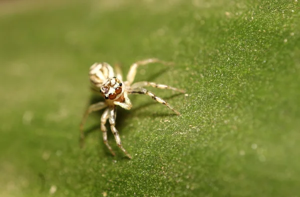 Прыгун паук в лесу Таиланда — стоковое фото