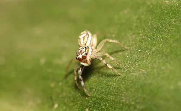 Spinne springen im Wald von Thailand — Stockfoto