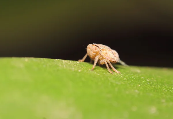 Маленькі комахи в саду — стокове фото