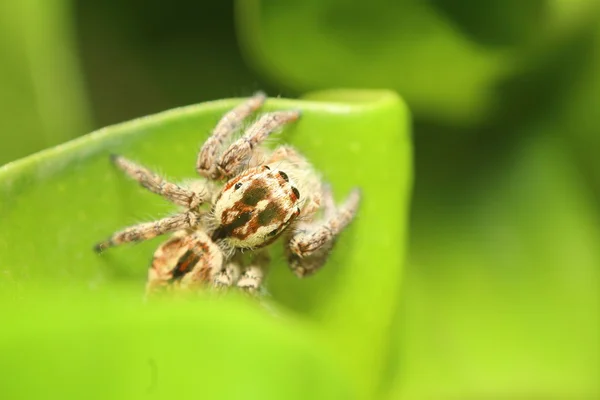Skok pająka w lesie, Tajlandia — Zdjęcie stockowe