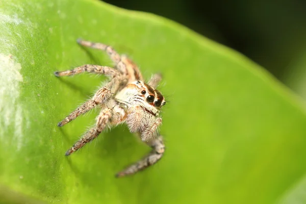 Aranha salto na floresta Tailândia — Fotografia de Stock