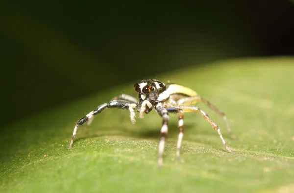 Hoppa spindel i Thailand skog — Stockfoto