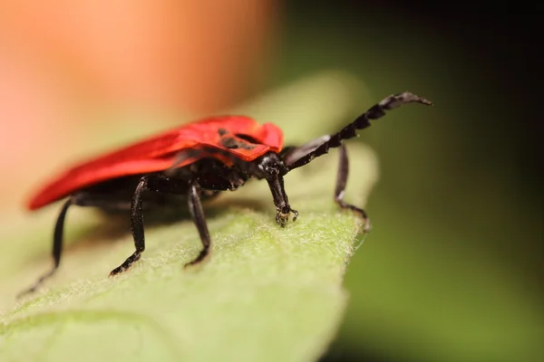 Kleine insecten in de tuin — Stockfoto