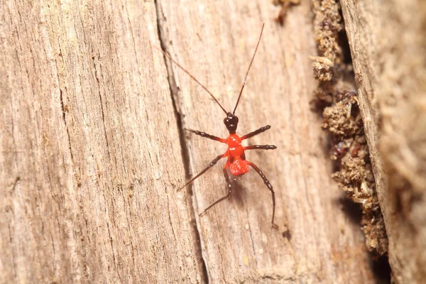 Små insekter i trädgården — Stockfoto