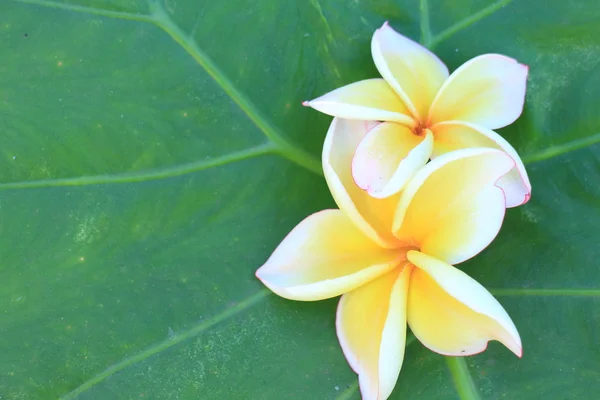 Temple thaïlandais fleur — Photo