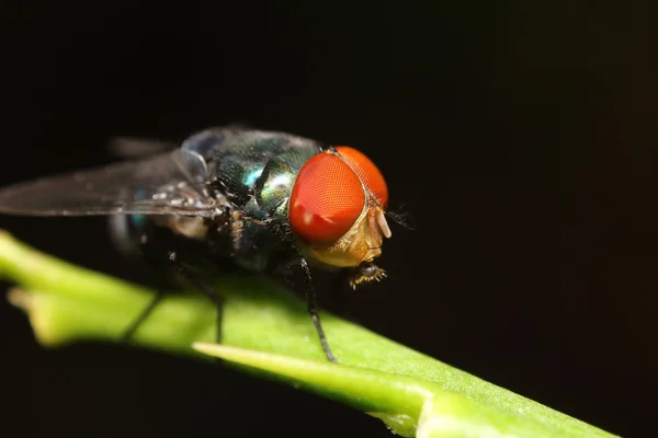 Mouche insecte dans le jardin vert — Photo