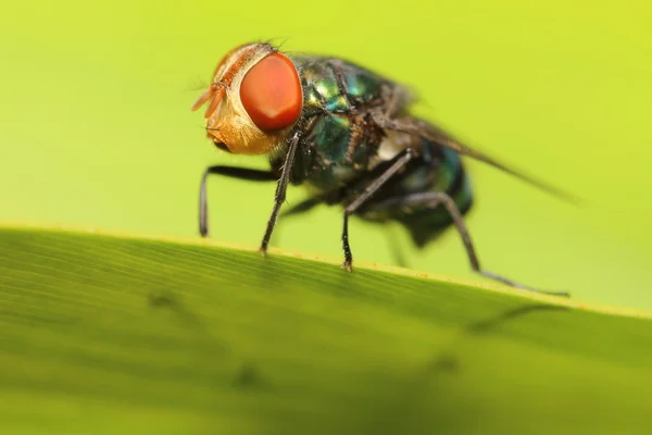 Fly насекомое в зеленом саду — стоковое фото