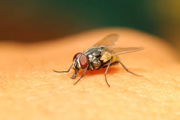 บินแมลงในสวนสีเขียว — ภาพถ่ายสต็อก