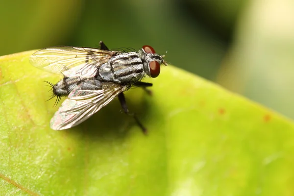 Fly insect in green garden Thailand