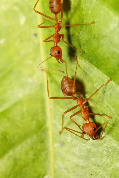 yeşil bir bahçe içinde kırmızı karınca 