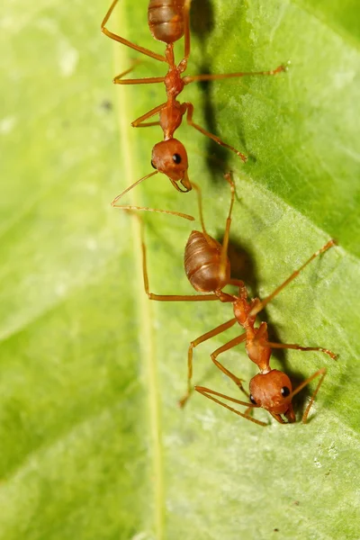 Red ant in the green garden — Stock Photo, Image