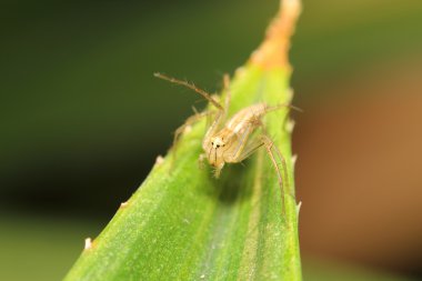 Tay yeşil yaprağı örümcek atlama
