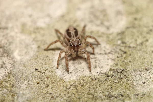 Araña de salto tailandesa en la pared —  Fotos de Stock