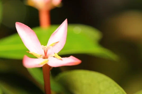 Flor fresca e cor-de-rosa na temporada de verão Tailândia — Fotografia de Stock