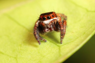 Thr ormandaki küçük sıçrama örümcek 