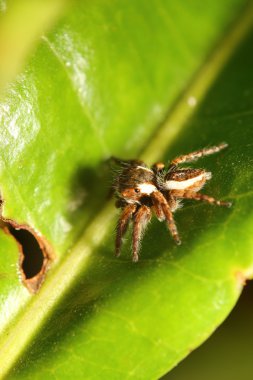 Thr ormandaki küçük sıçrama örümcek 