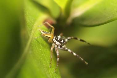 Thr ormandaki küçük sıçrama örümcek 
