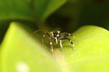Thr ormandaki küçük sıçrama örümcek 