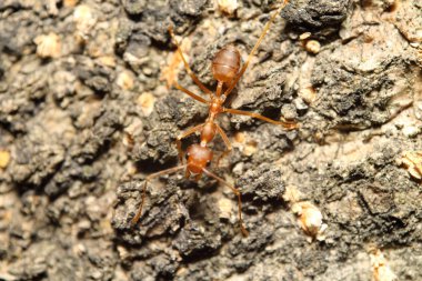 yeşil bir bahçe içinde kırmızı karınca