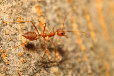 yeşil bir bahçe içinde kırmızı karınca