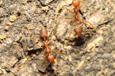 yeşil bir bahçe içinde kırmızı karınca