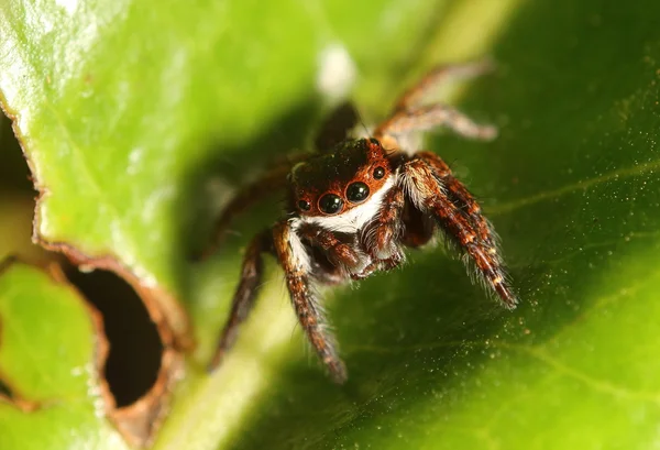 Aranha de salto pequeno na floresta thr — Fotografia de Stock