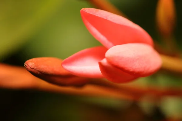 Fechar-se pequena flor — Fotografia de Stock