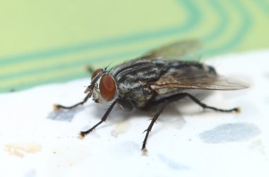 yeşil bir bahçe içinde küçük böcek