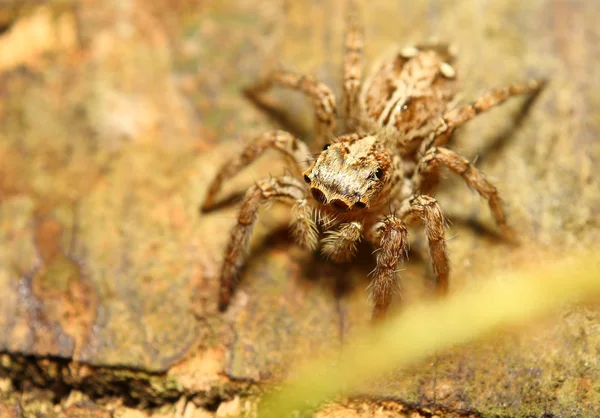 Aranha de salto pequeno na floresta thr — Fotografia de Stock