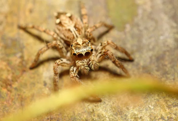 Thr ormandaki küçük sıçrama örümcek — Stok fotoğraf