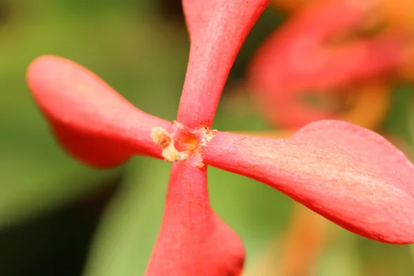 Primo piano piccolo fiore — Foto Stock