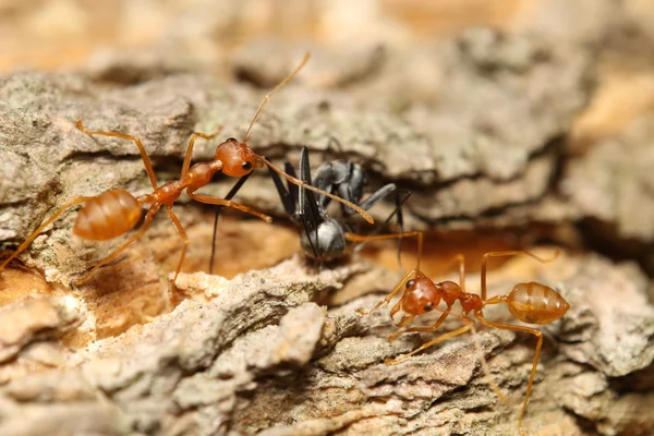 Red ant in the green garden — Stock Photo, Image
