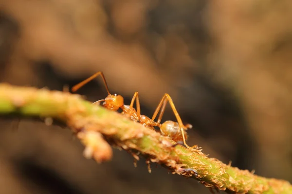 Красный муравей в зеленом саду — стоковое фото