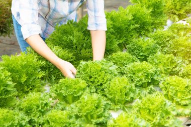Organik sebze çiftliğinde çalışan üst düzey bir kadın, kalitesi ve iş bütünlüğü açısından organik ürünlerle ilgileniyor..