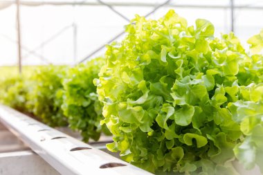 Hydroponic vegetables grow soilless and grow in plastic troughs with liquid fertilizer for growing vegetables. clipart