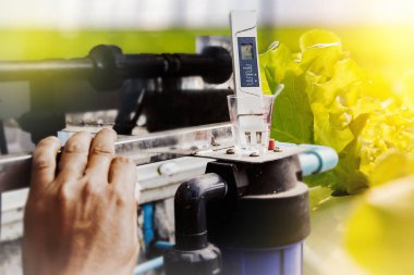 Organik sebze çiftliğindeki hidrofonik sebzeler için gıda çözeltisinin karıştırılması ve büyüme oranı 