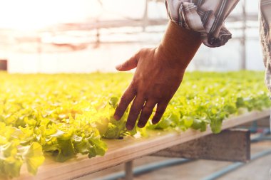 Girişimci el, işe yarar bir sebze çiftçisi, ellerini yeşil yapraklara dokunmak için kullanır, zehirli olmayan sebzeler güzel bir şekilde büyür..