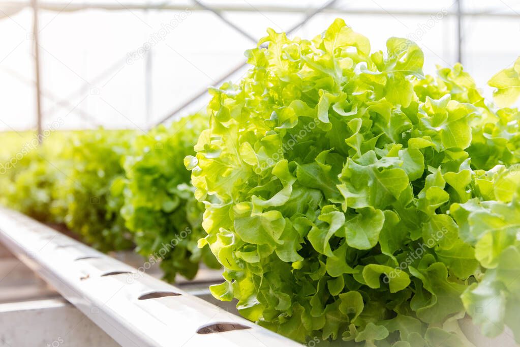Hydroponic vegetables grow soilless and grow in plastic troughs with liquid fertilizer for growing vegetables.
