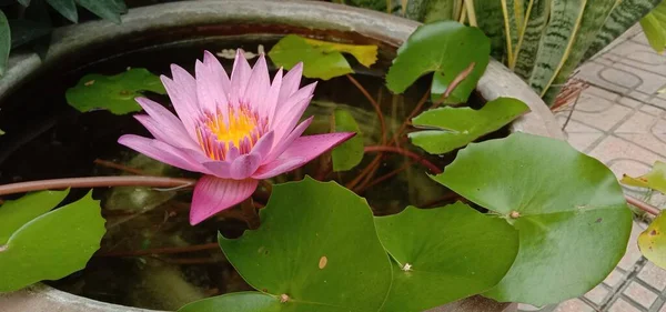 Flor Lótus Roxo Uma Bacia Grande — Fotografia de Stock